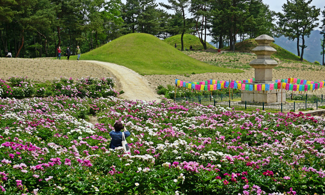 작약꽃단지 뒤로 보이는 서악동 3층 석탑