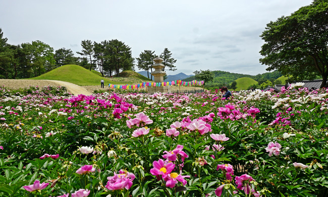 작약꽃단지 뒤로 보이는 서악동 3층 석탑과 왕릉