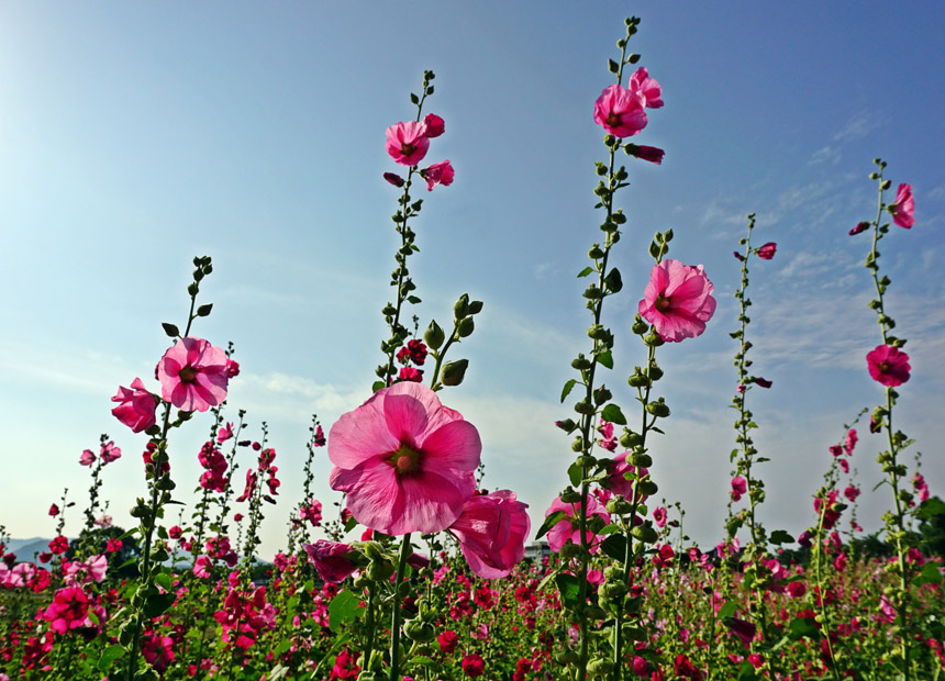 첨성대 접시꽃 단지 1