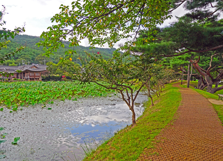 가을에 특히 아름다운 남산동 ‘서출지’ 