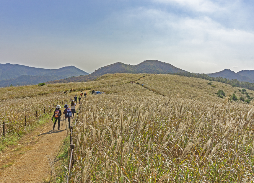 무장사지 삼층석탑과 함께 만나는 무장봉 억새 장관