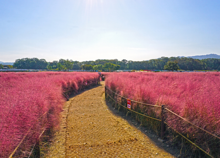 함께 둘러보기 좋은 첨성대 핑크뮬리