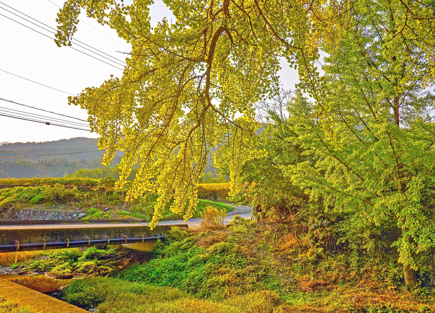 하곡리 은행나무