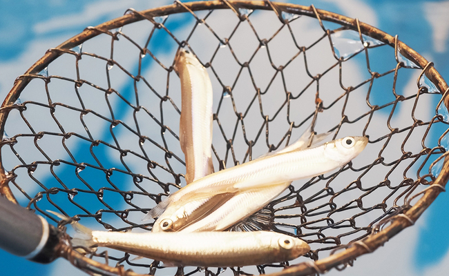 그물에 잡힌 빙어