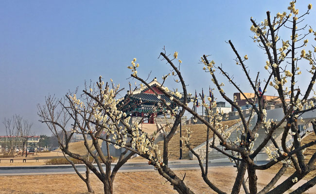 벚꽃 뒤로 보이는 경주 읍성