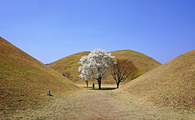 경주 대릉원의 봄