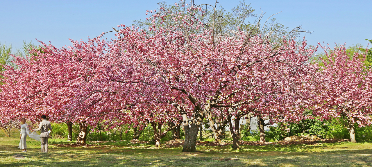 4월의 피크닉 명소, 불국사 겹벚꽃 숲