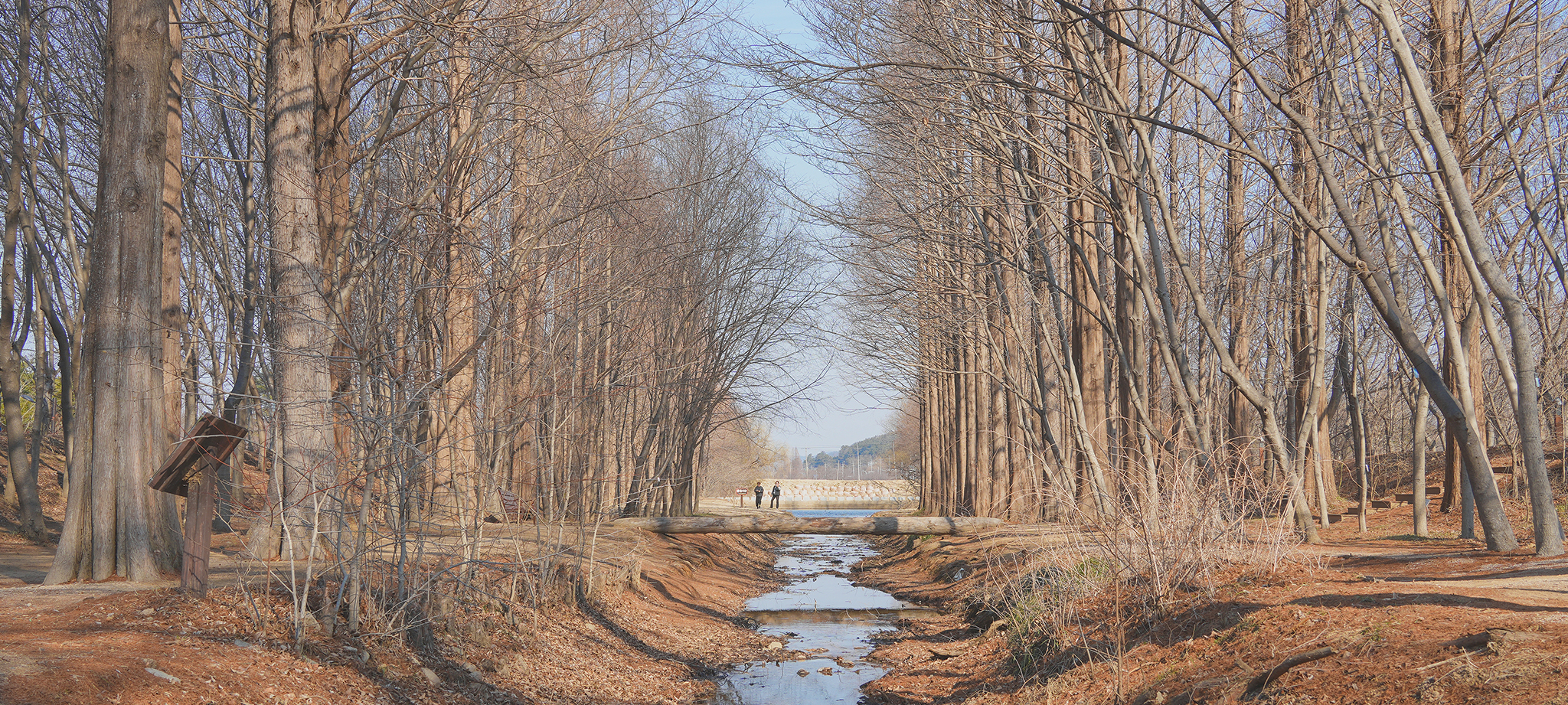 경북천년숲정원 거울 숲