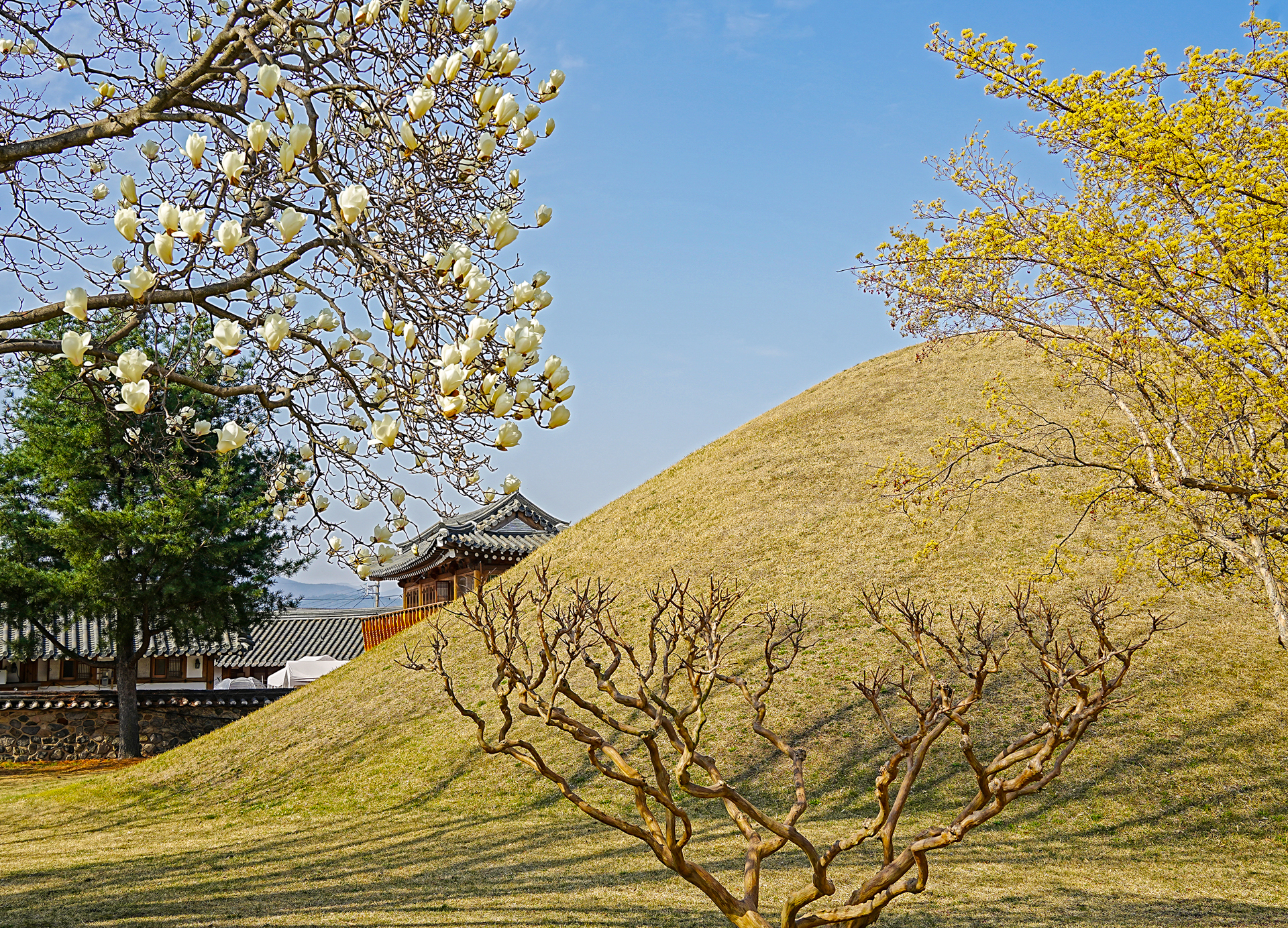 대릉원 산수유