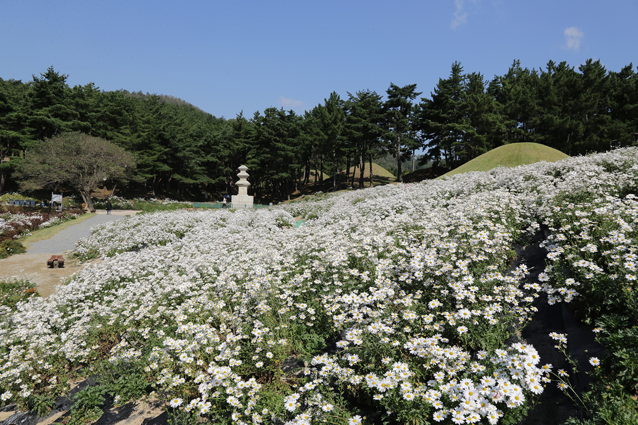 서악동 구절초 군락
