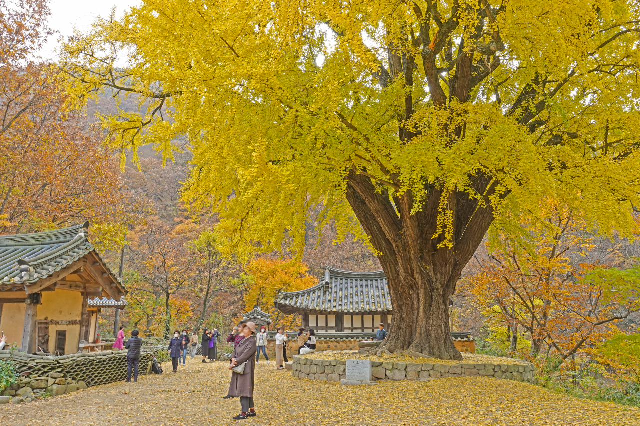 운곡서원 은행나무