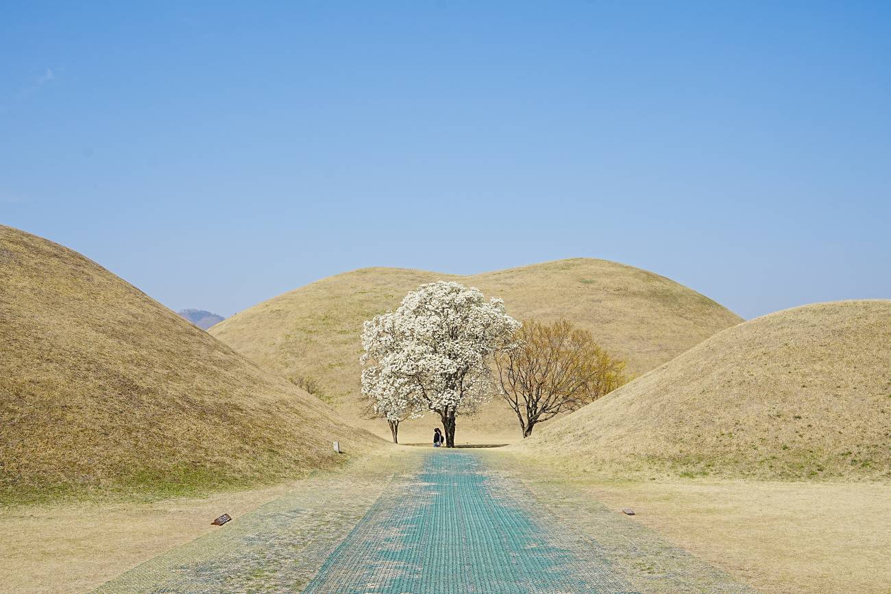 대릉원 목련 포토존