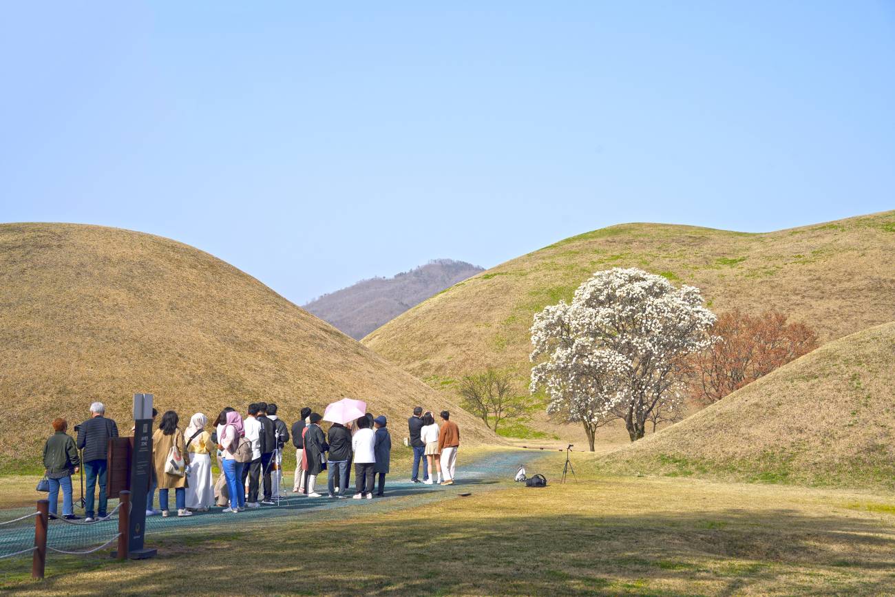 대릉원 목련 포토존