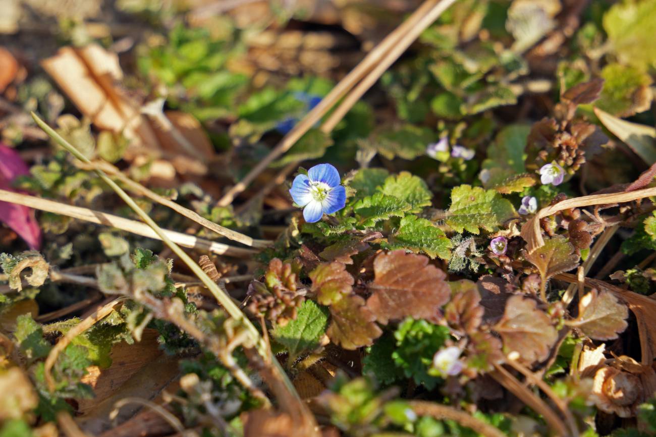 독락당 담장 밑에 핀 봄꽃