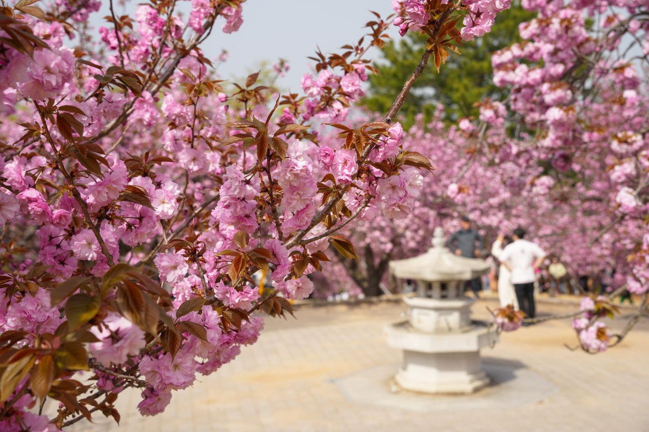 불국사 벚나무숲