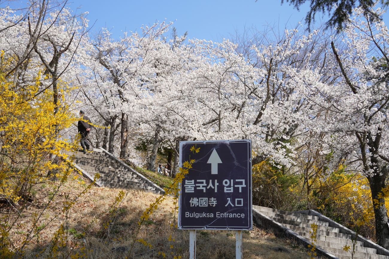 불국사 벚나무숲