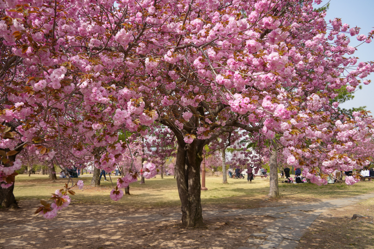 불국사 벚나무숲