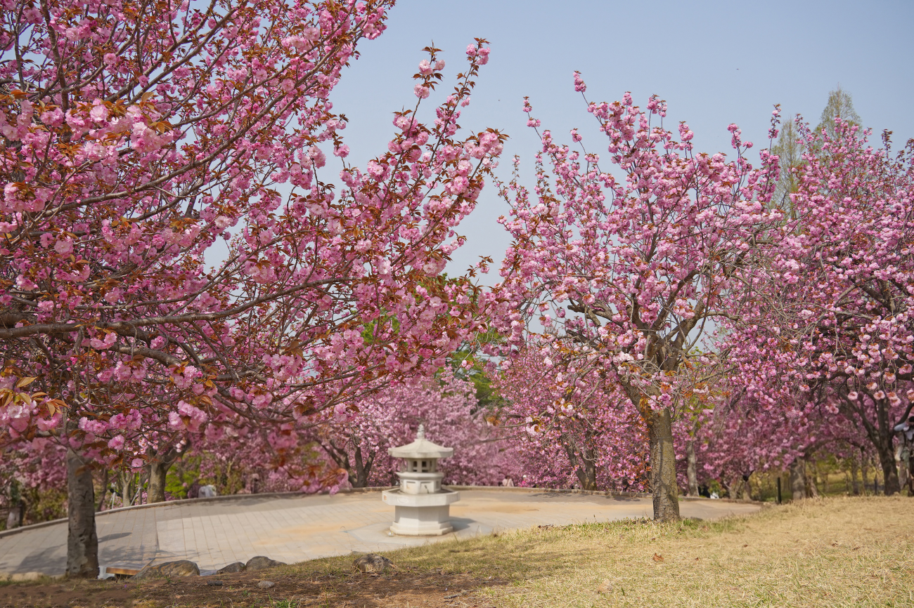 불국사 벚나무숲