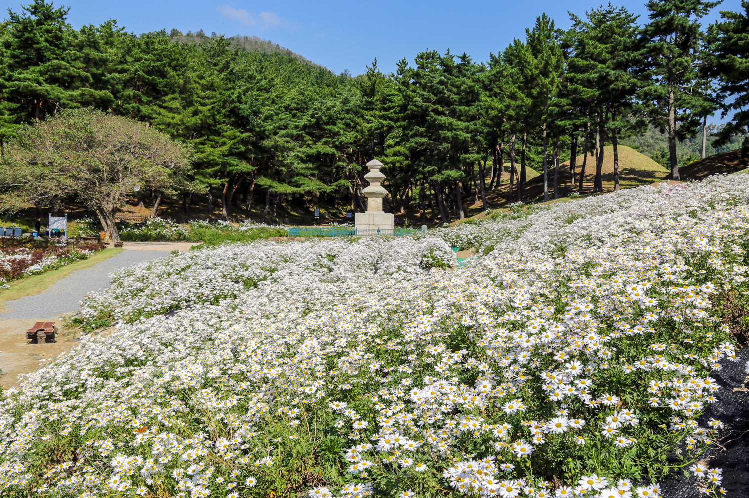 서악동 삼층석탑 구절초