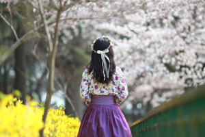 벚꽃나무를 풍경으로 한복을 입고있는 여성 뒷모습