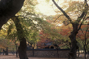 나무가 울창한 계림의 모습