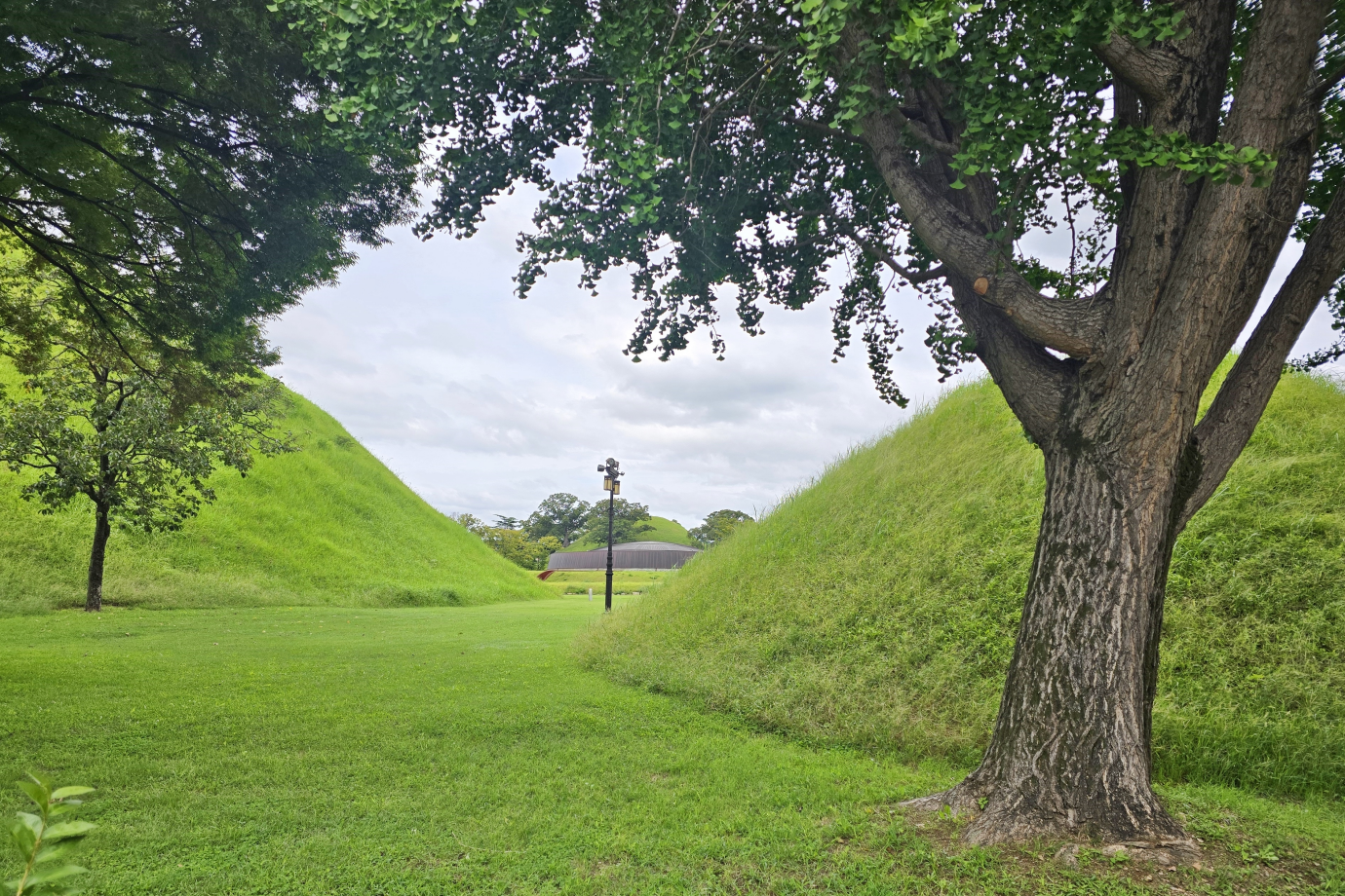 오아르미술관 밖에서 바라본 노서동 고분군 풍경