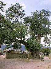 경주 안강읍의 회화나무
