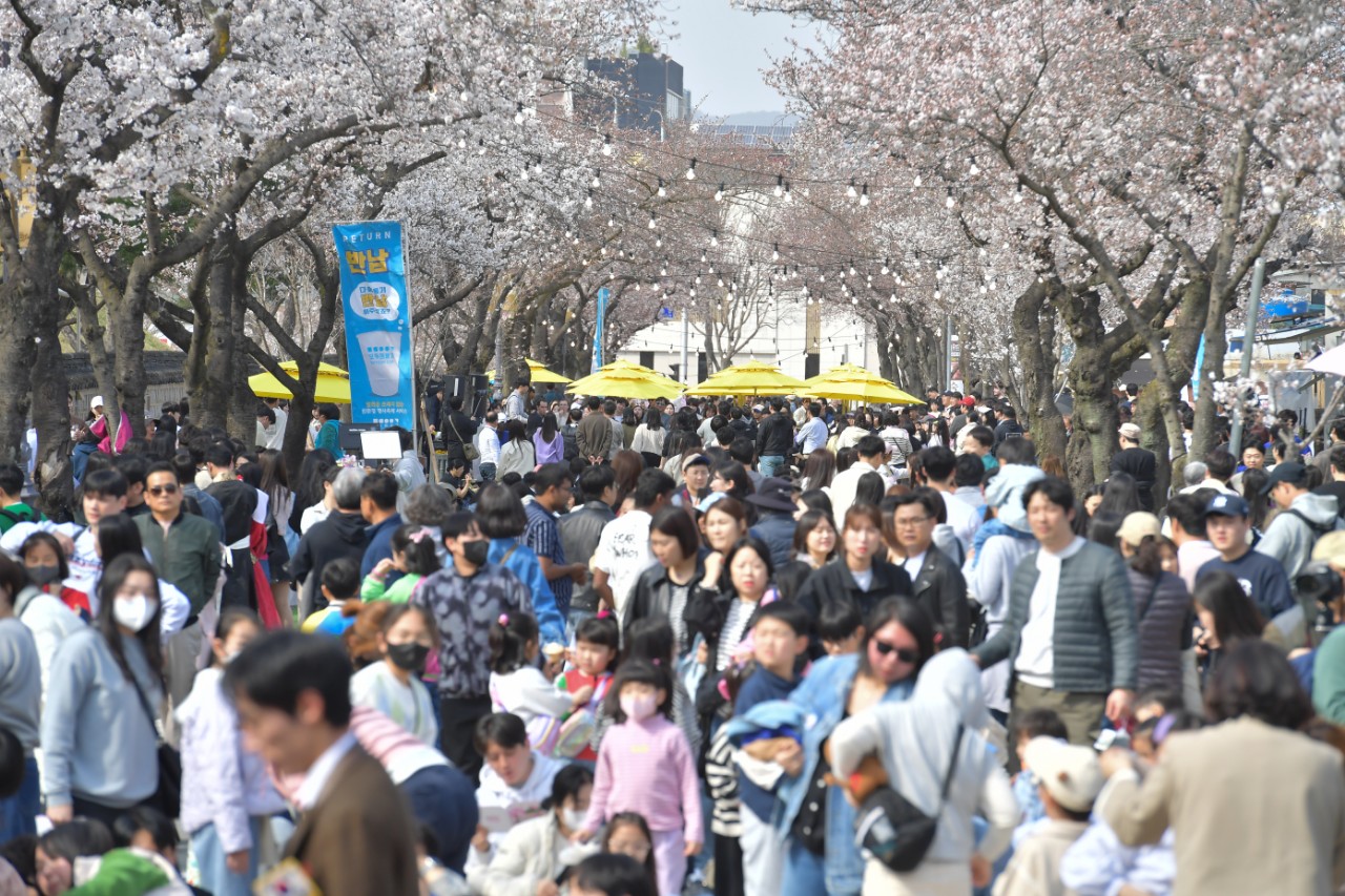지난달 29일부터 31일까지 사흘 간 열린 경주 대릉원돌담길 벚꽃 축제 모습