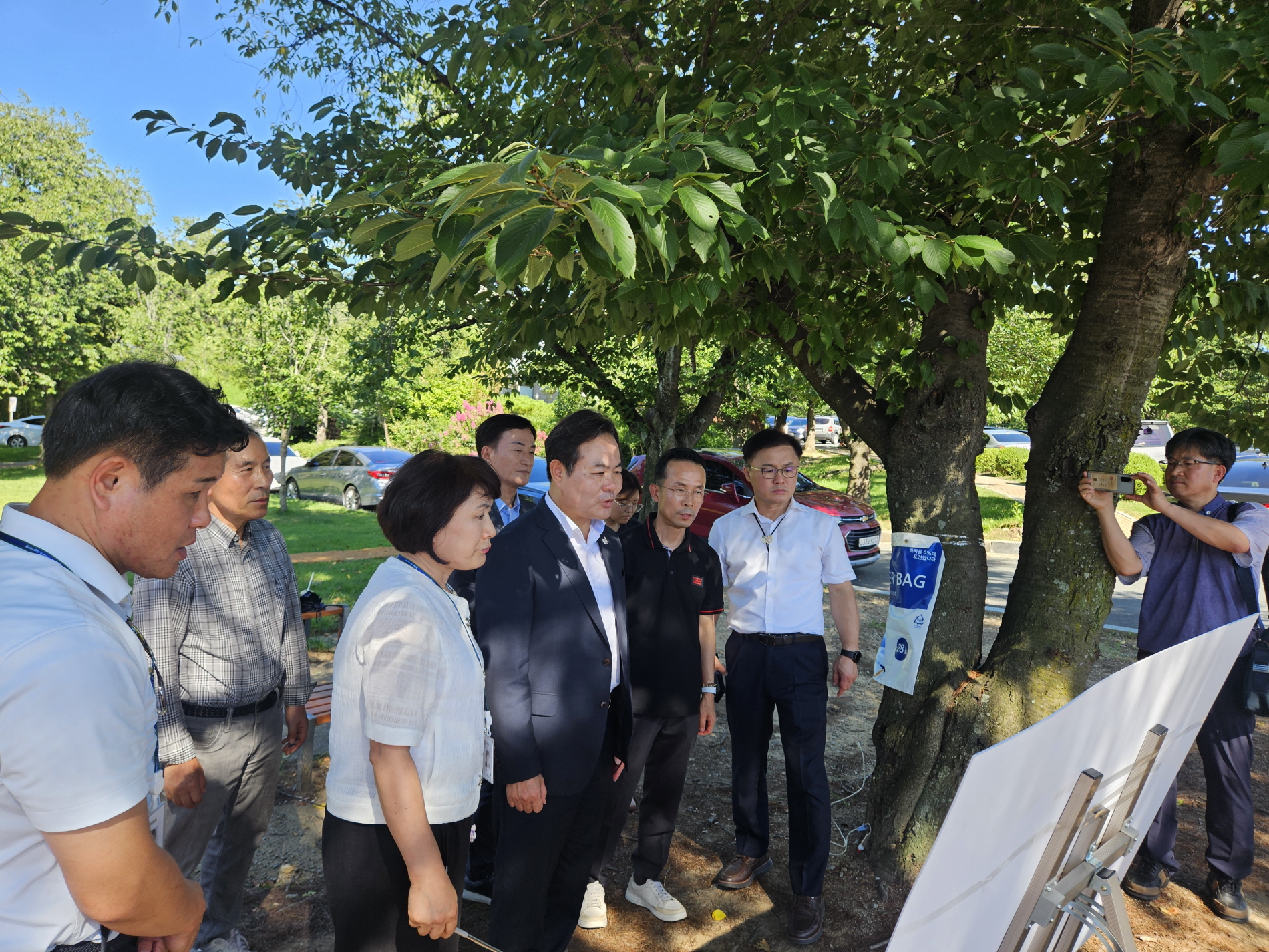 경주시, APEC 정상회의 대비 가로수 보호 나서