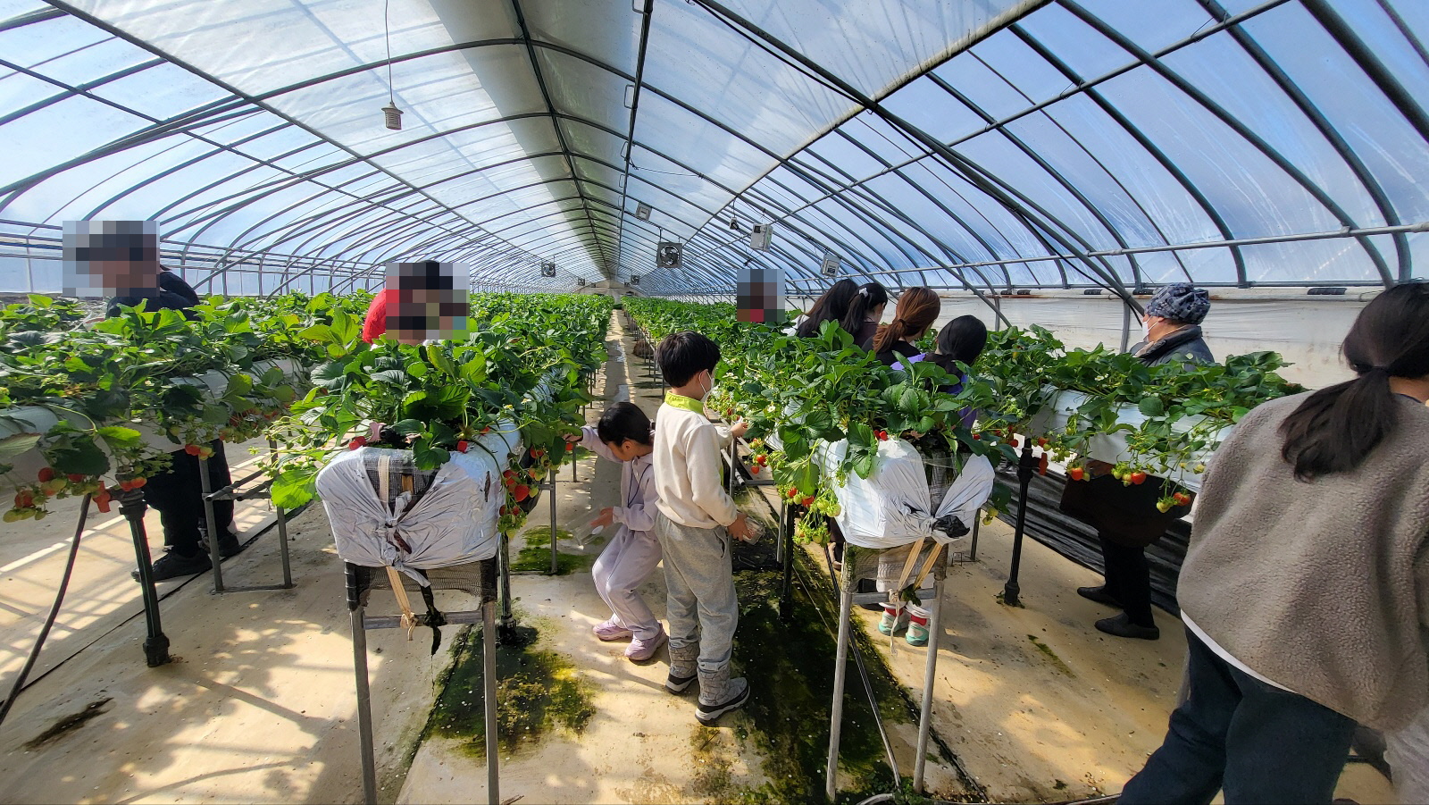 지난 17일 서악동의 한 딸기농장에서 한부모가족을 대상으로 ‘새콤달콤 우리가족’ 프로그램을 진행하고 있다.
