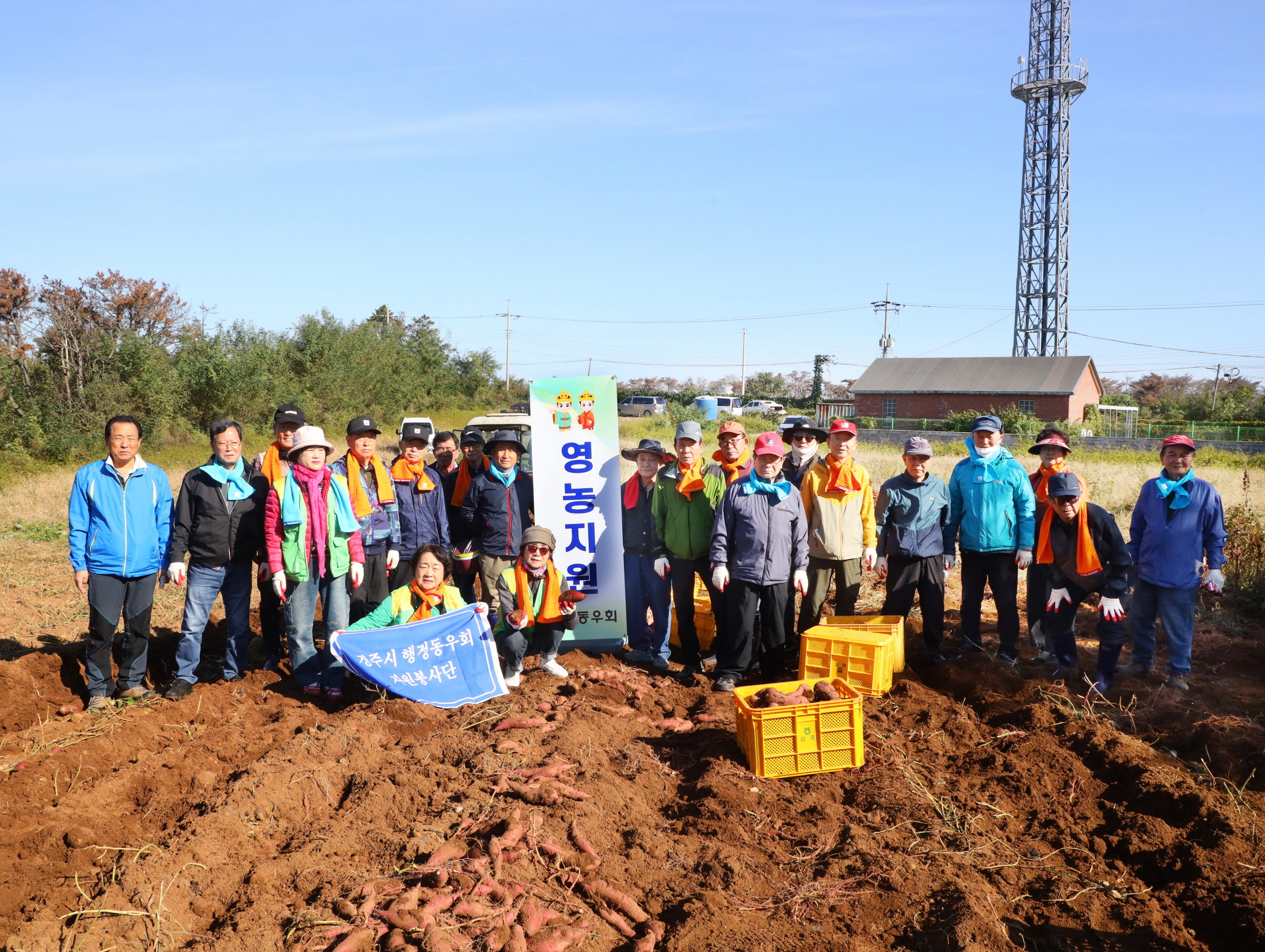 경주시 행정동우회 회원들이 감포읍 나정리 농가에서 고구마를 수확하며 영농지원 봉사활동을 펼치고 있다