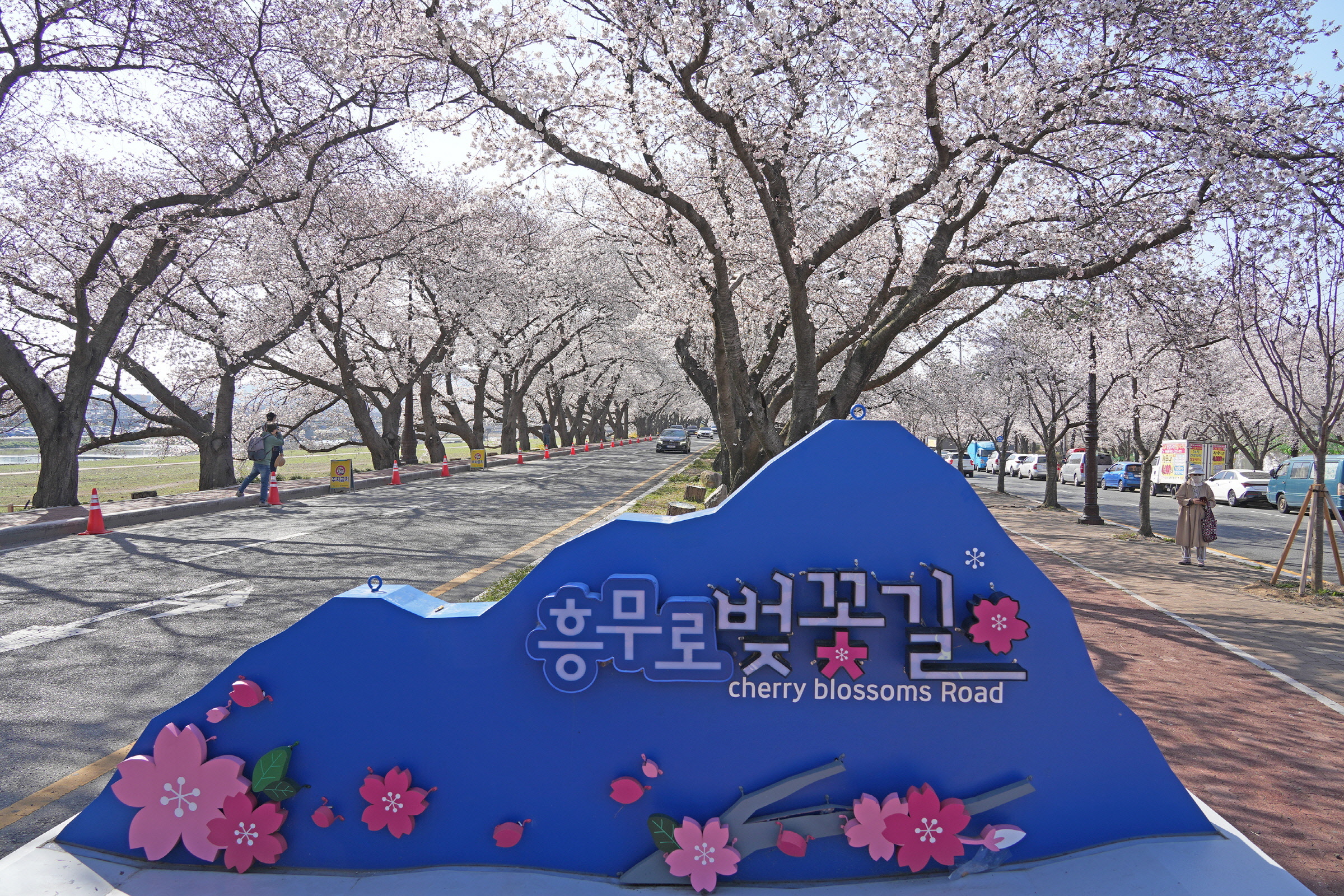 “봄바람 타고 떠나요~”… 경주 봄꽃 명소 추천 20선