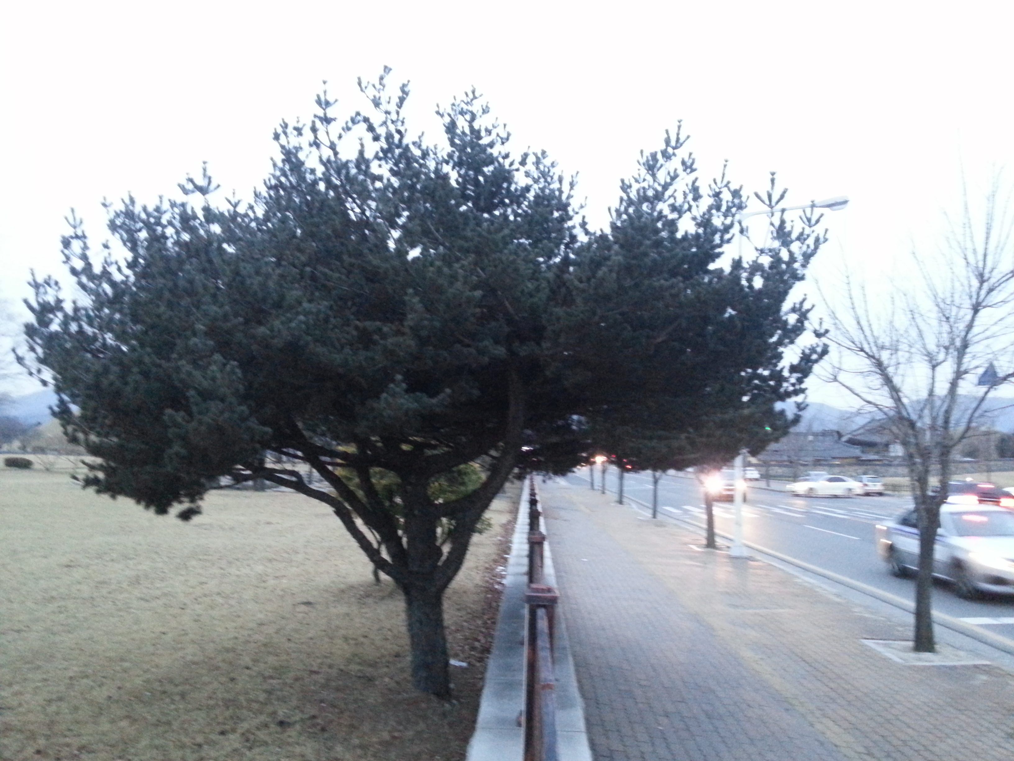 박정희대통령의 나무
