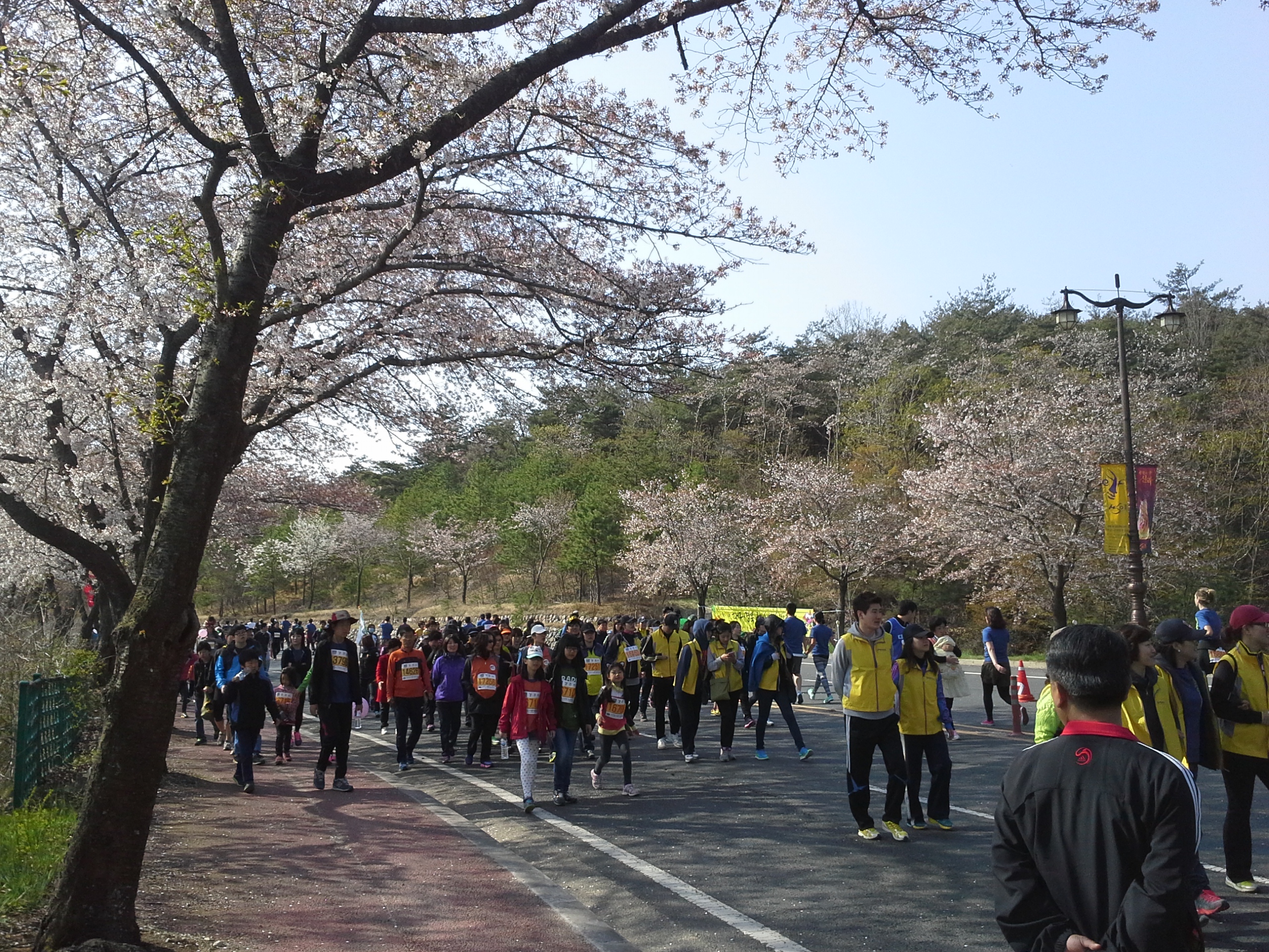 4월 13일 보문단지 벚꽃마라톤