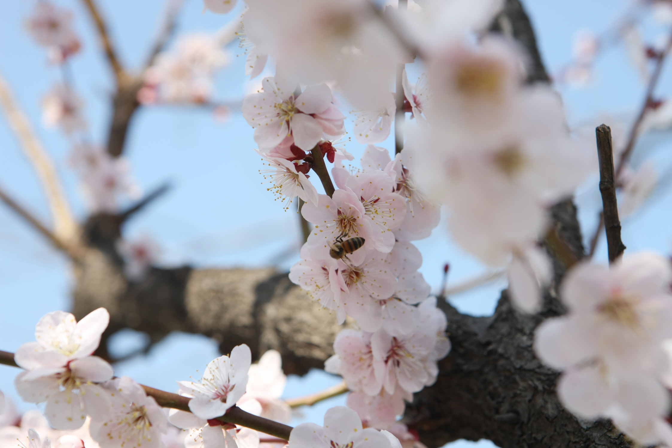 만개한 벚꽃나무 클로즈업 화면