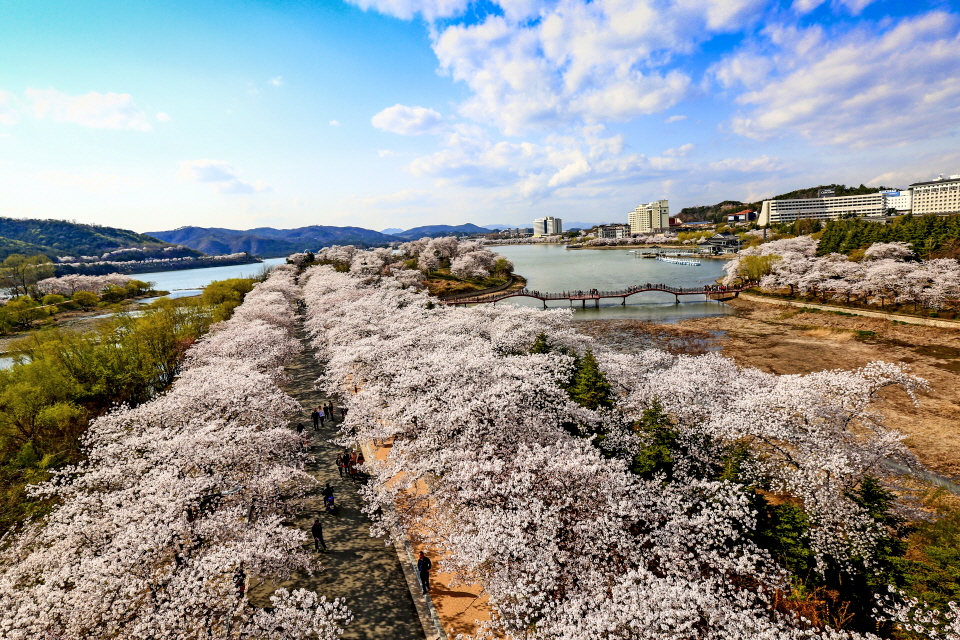 경부 보문단지 만개한 벚꽃풍경 1
