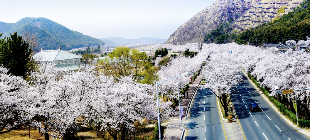 보문단지 입구 경주동궁원 옆도로에 만개한 벚꽃길 풍경