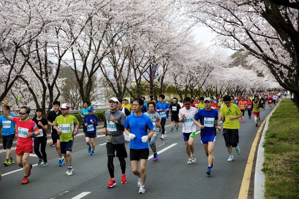 양 옆으로  벚꽃이 활짝 핀  도로위를 달리고 있는 마라톤 참가자들 모습2