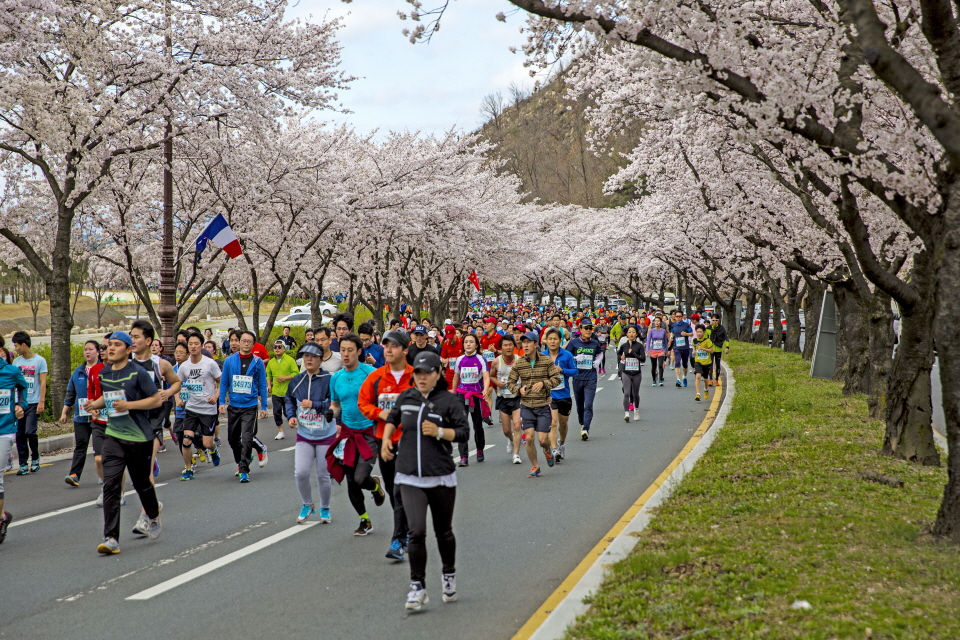 양 옆으로  벚꽃이 활짝 핀  도로위를 달리고 있는 마라톤 참가자들 모습3