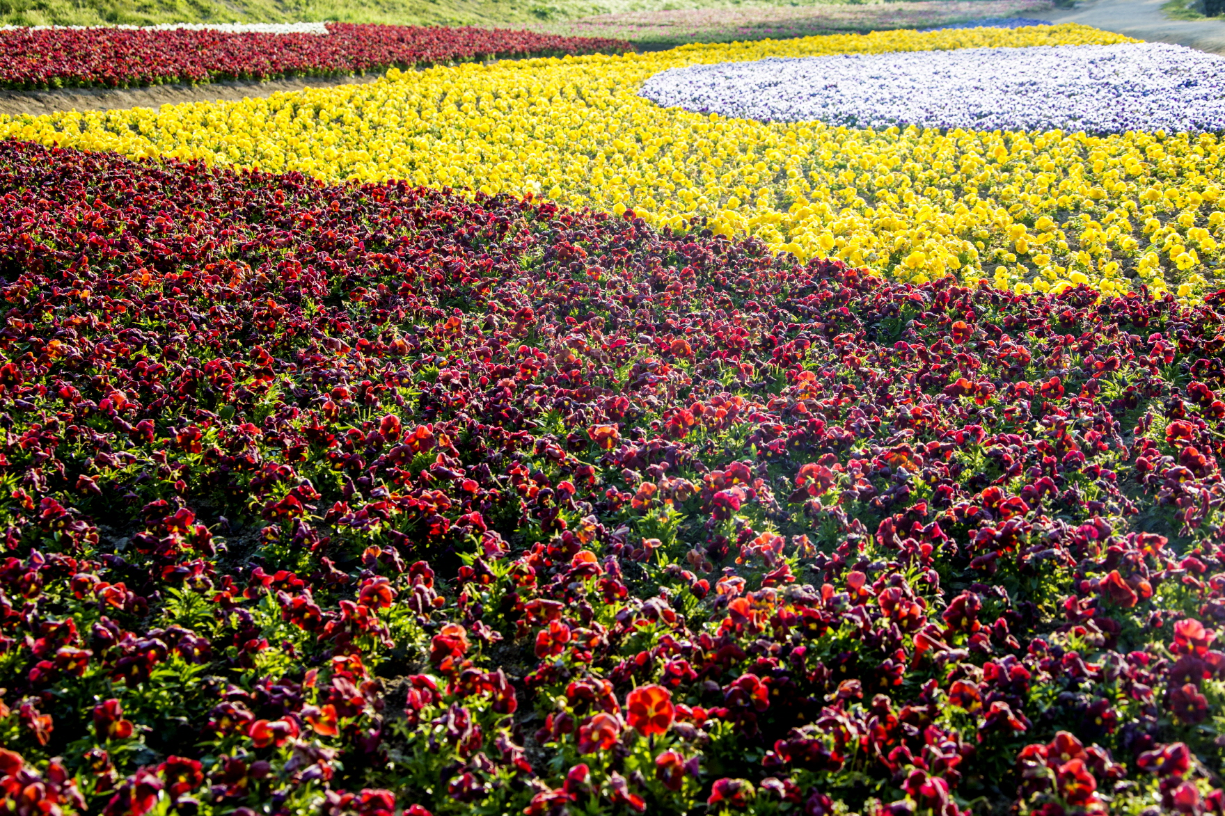 가운데 흰색, 그다음 노란색, 그다음 검붉은색으로 둘러쌓여 있는 꽃밭