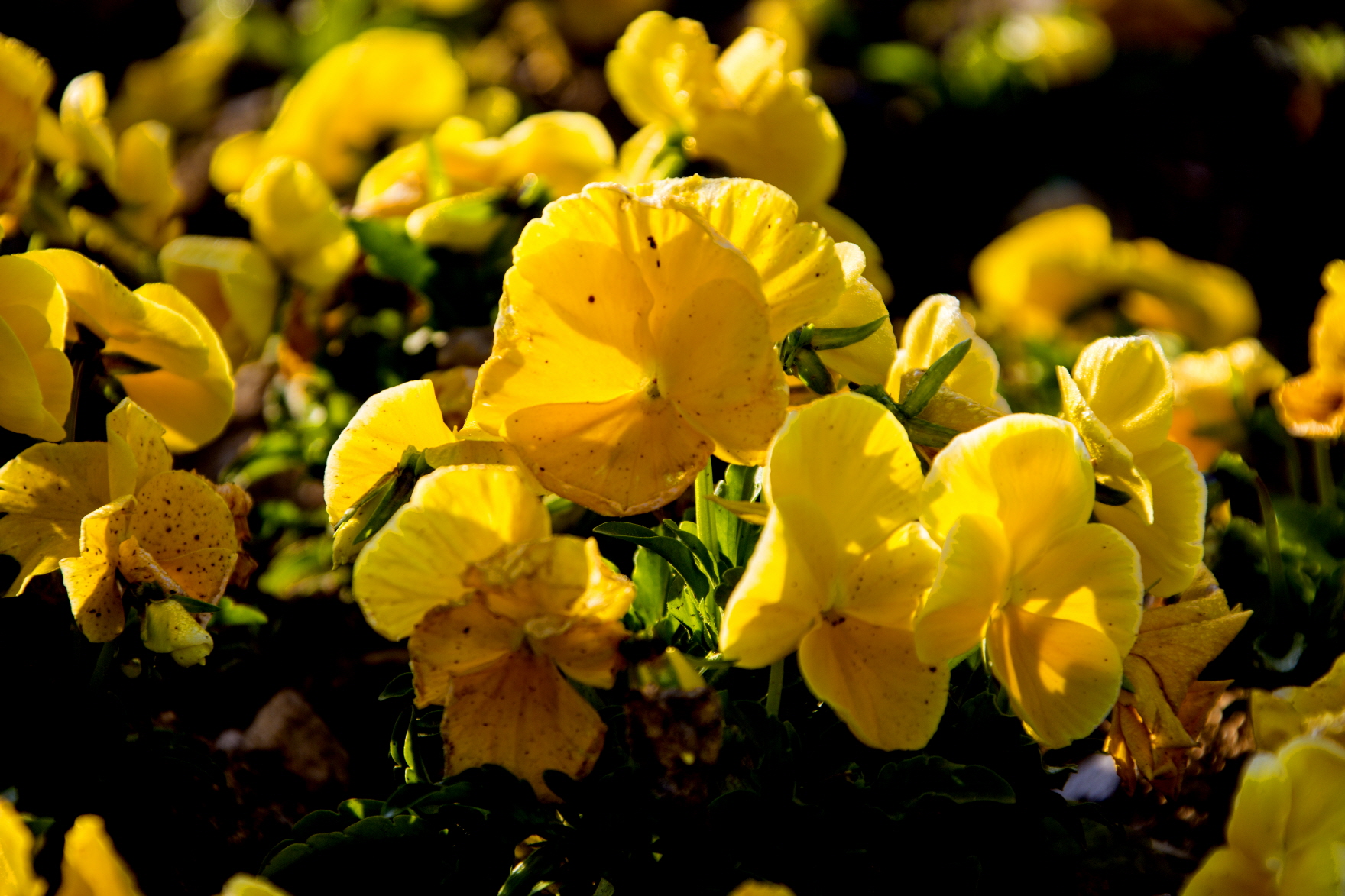 노란색 페츄니아 꽃들