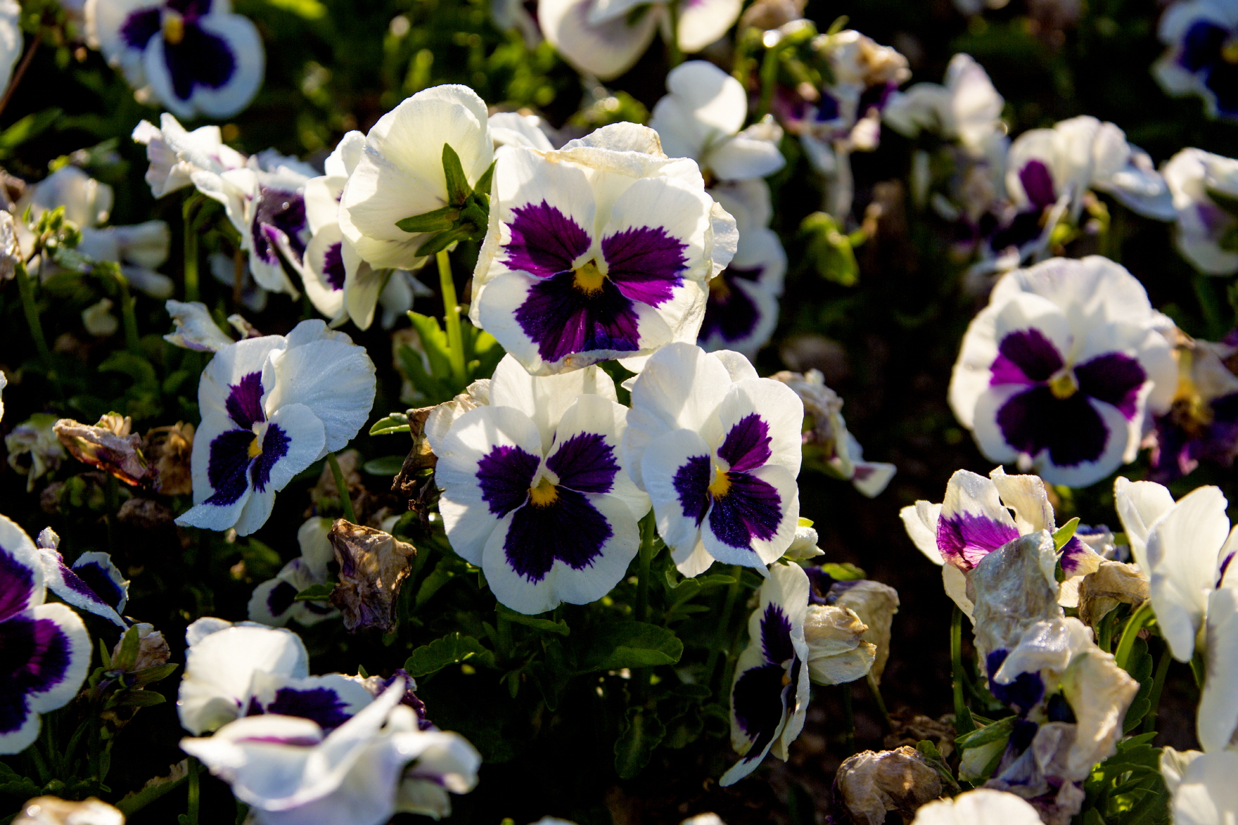 흰색에 가운데 보라색으로 피어 있는 페츄니아 꽃들