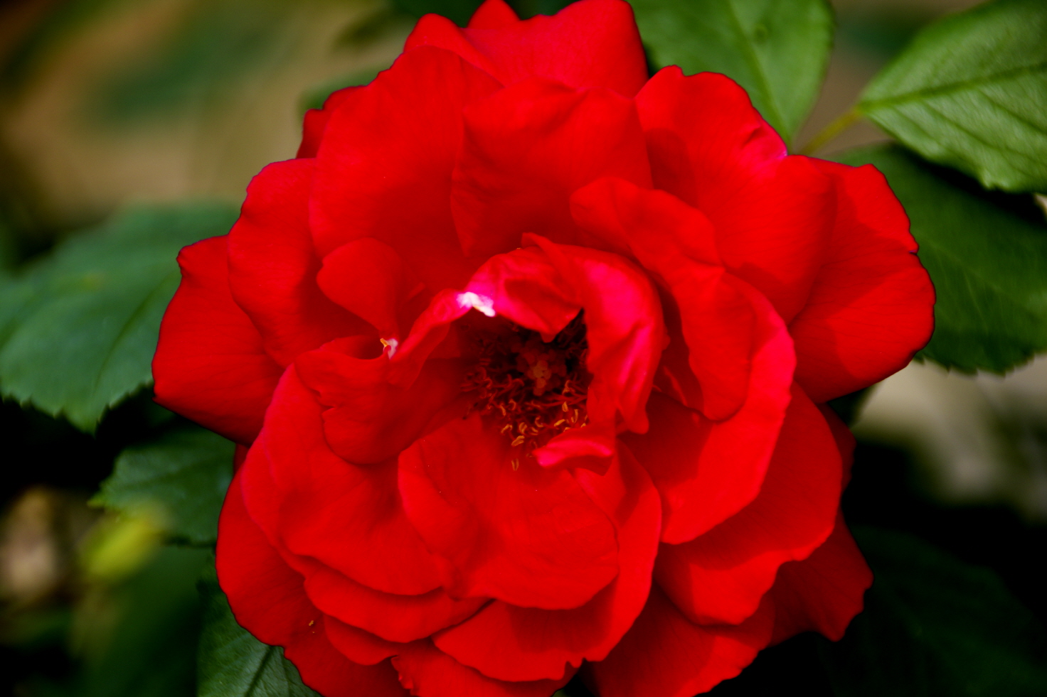 붉은색 꽃 한송이