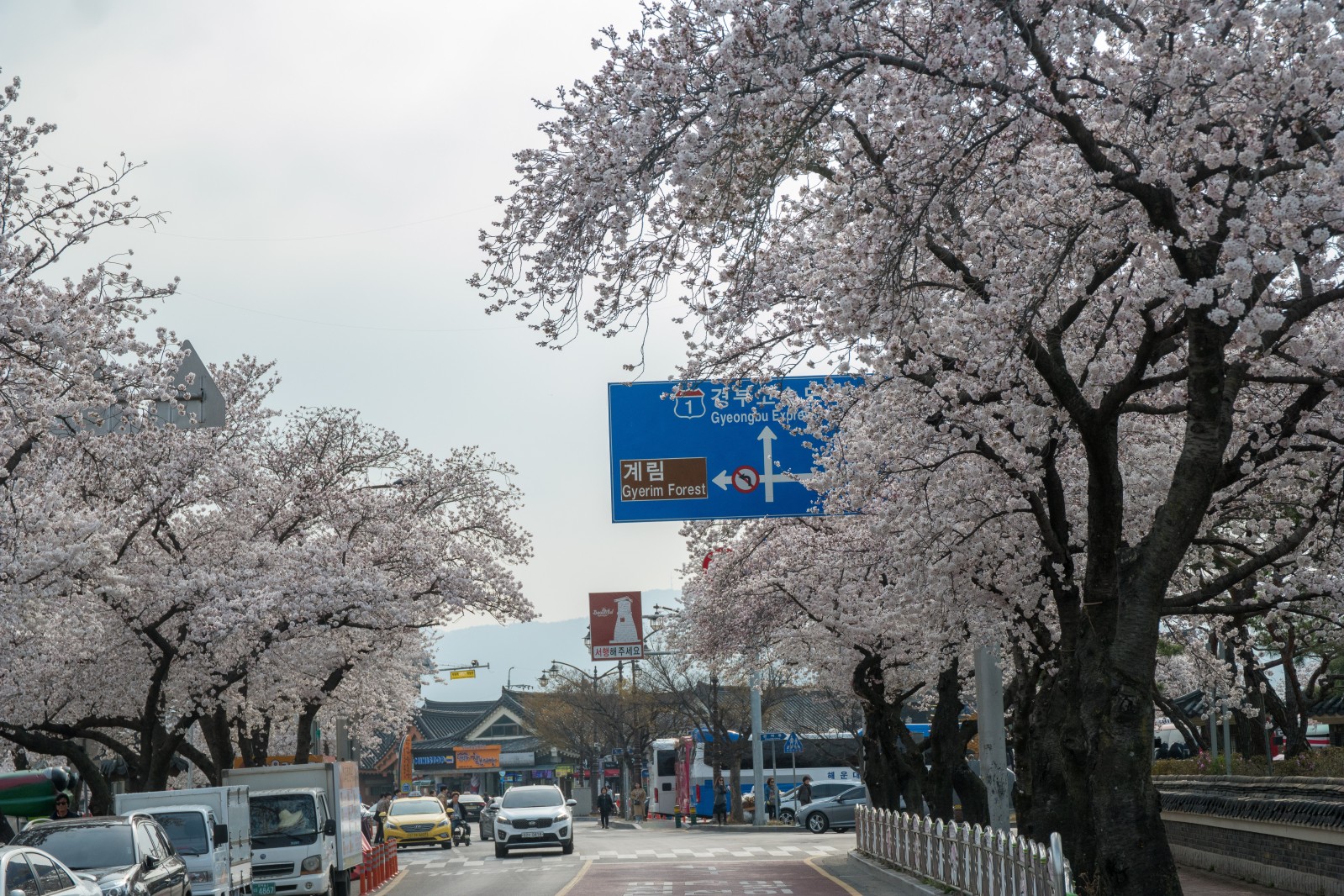 대릉원(2019년 봄)
