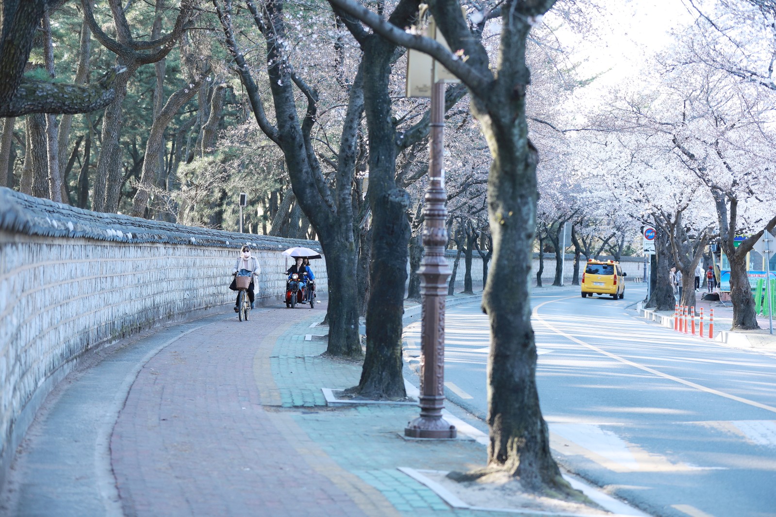 대릉원(2019년 봄)