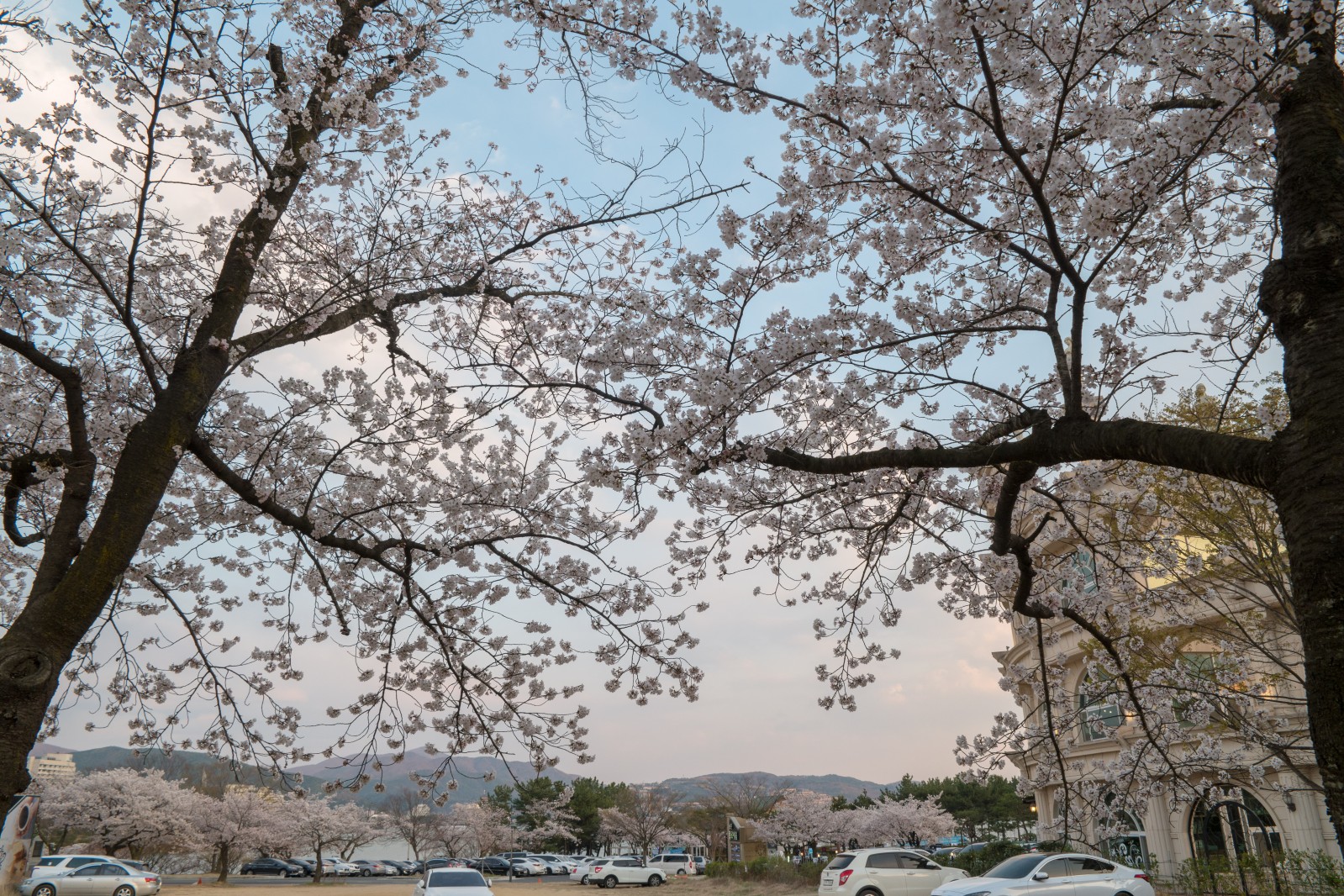 보문단지(2019년 봄)