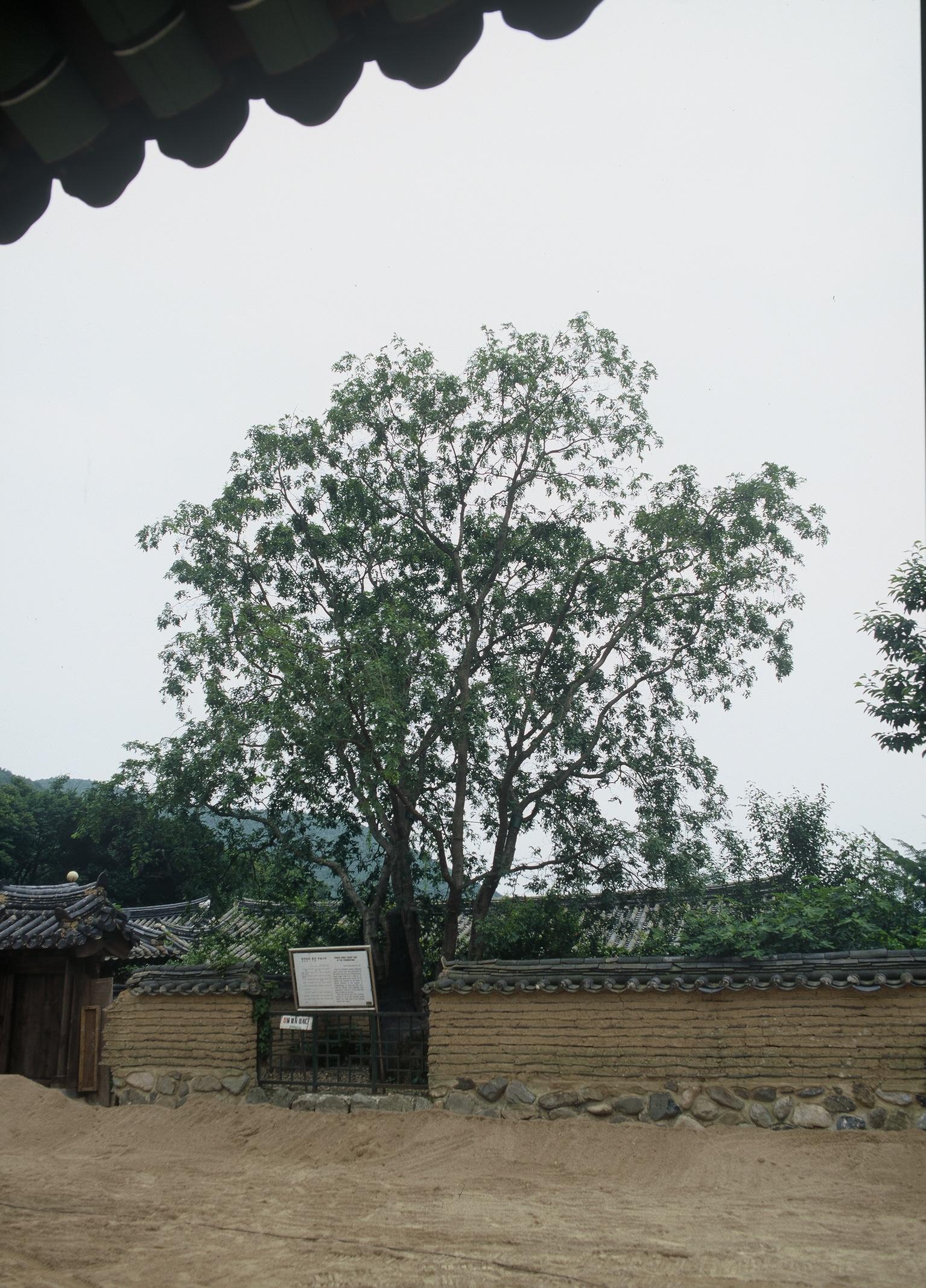 독락당의 중국주엽나무