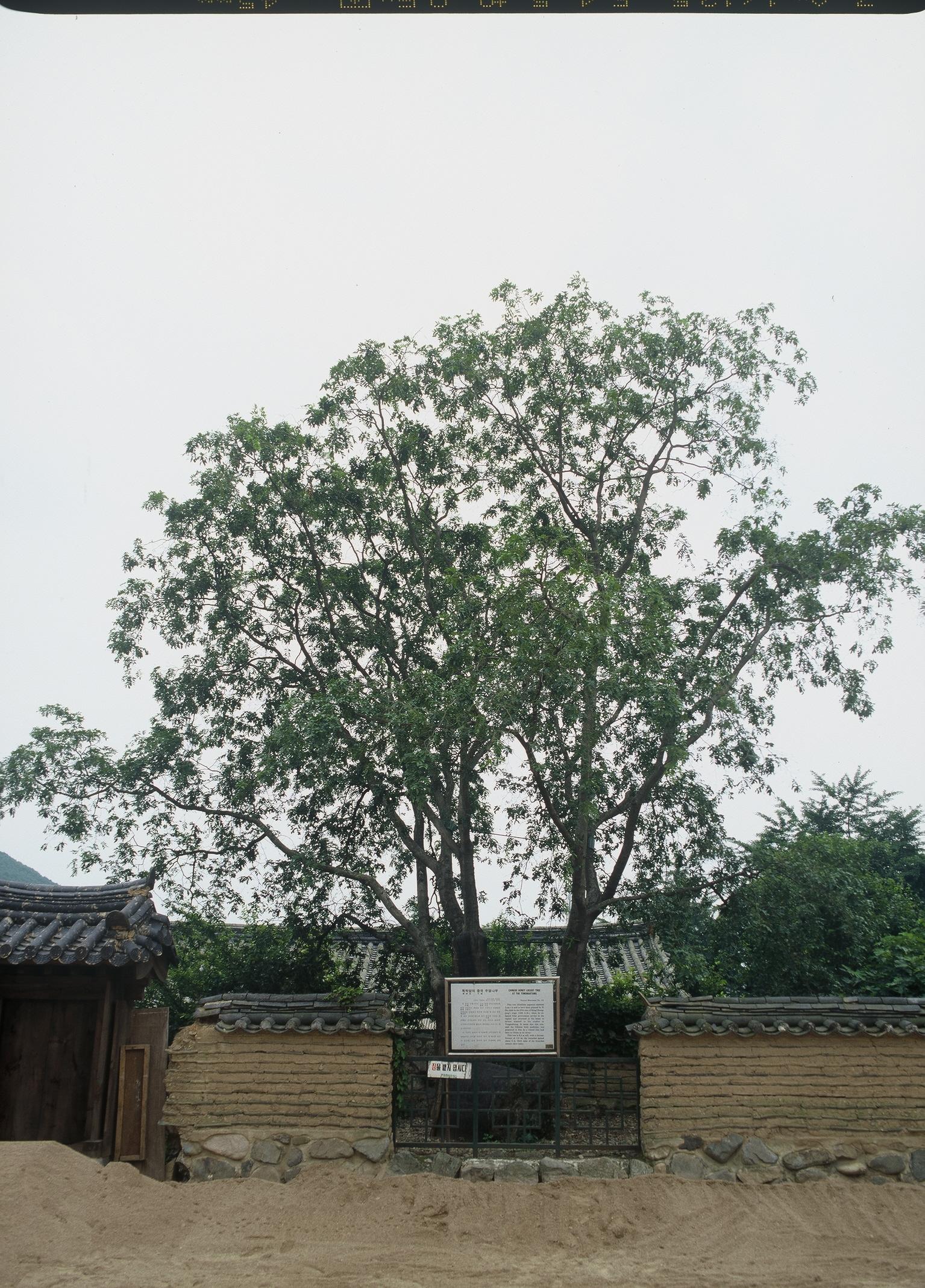 독락당의 중국주엽나무2