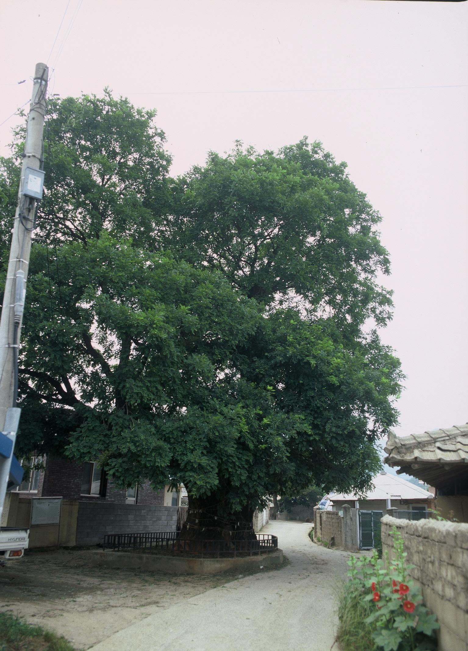 육통리회화나무