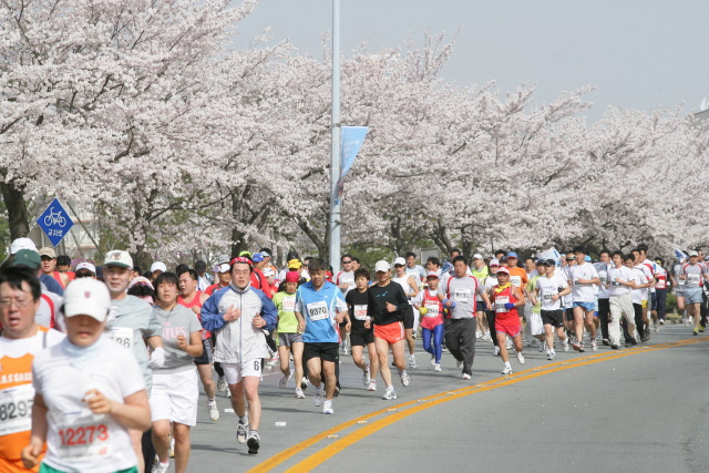 경주벚꽃마라톤대회 인기 짱
